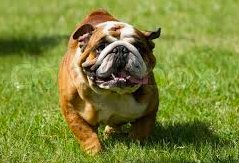 Bulldog Running